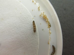 A close up of a caterpillar on the lid.