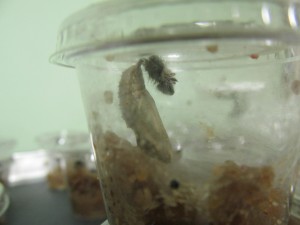 Our first chrysalis